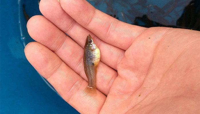食蚊鱼吃什么