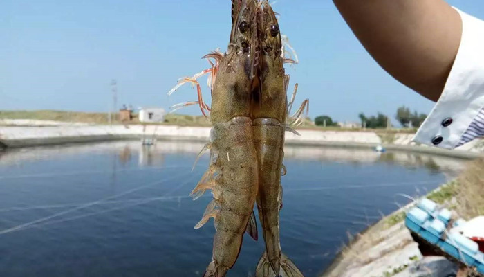 南美白虾是淡水虾还是海水虾