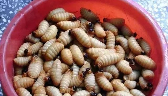 吃竹子的虫子叫什么