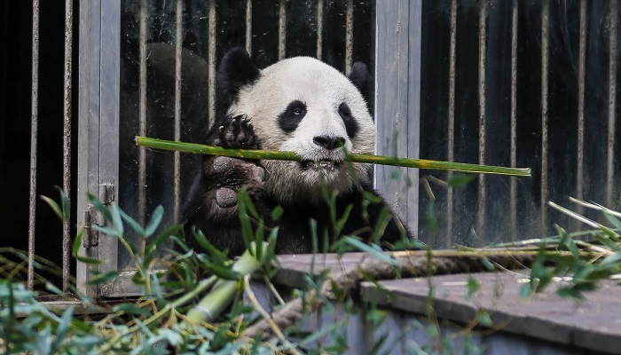 大熊猫的生活习性