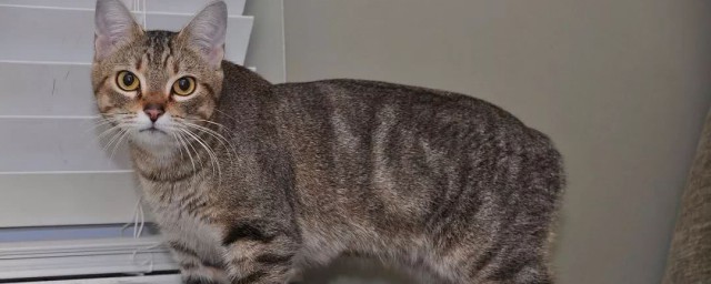 短尾猫为什么不能养 短尾猫不能养的原因