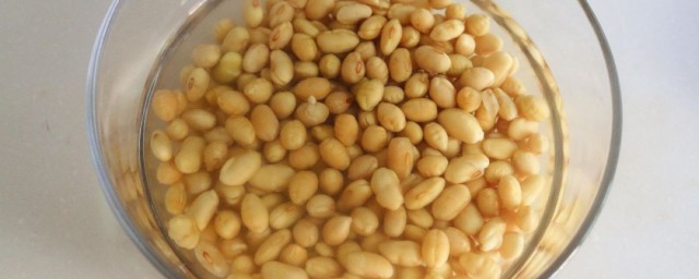 怎么养好泡大豆 怎样养好泡大豆