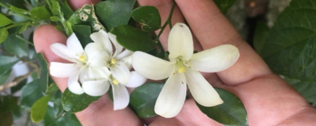 9里香花怎么养 9里香花如何养