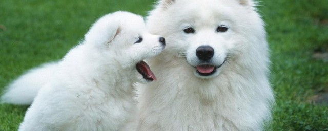 萨摩耶犬要怎么养 萨摩耶犬要如何养