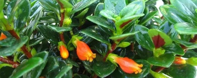 金鱼花怎么养才能开花 金鱼花的养殖方法