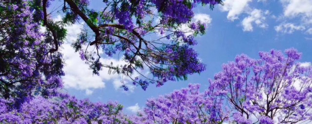 什么是花楹花花语是什么 花楹花的简介