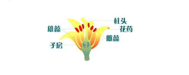 什么是植物的有性世代和无性世代 植物的有性世代和无性世代是什么意思