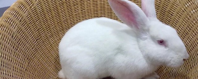 小兔子如何饲养 小兔子怎么饲养