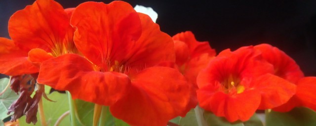 旱荷花怎么养 旱荷花养殖方法介绍