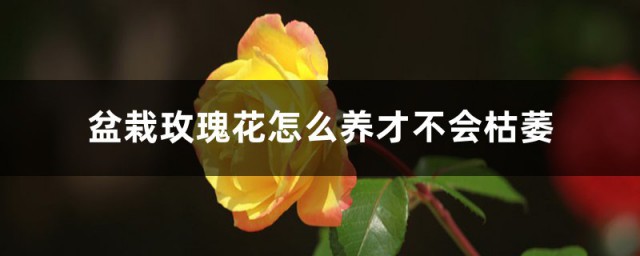 玫瑰花如何养才不会枯萎盆栽 盆栽玫瑰花怎样养才不会枯萎