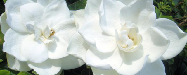 栀子花要怎么养才长得快 栀子花长势良好的方法