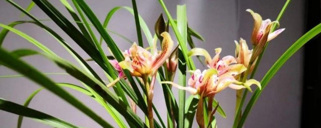 兰花如何养才容易开花 兰花怎么养殖才能开花