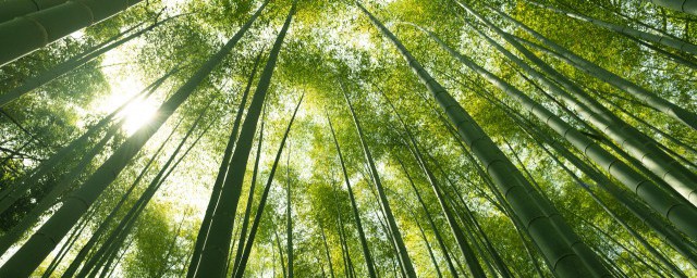 罗汉竹如何养 罗汉竹的养殖办法