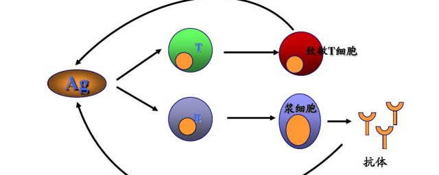 什么是特异性结合 特异性结合简介