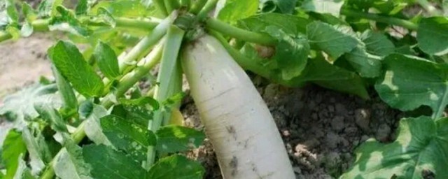 白萝卜怎么种植 白萝卜的种植方法