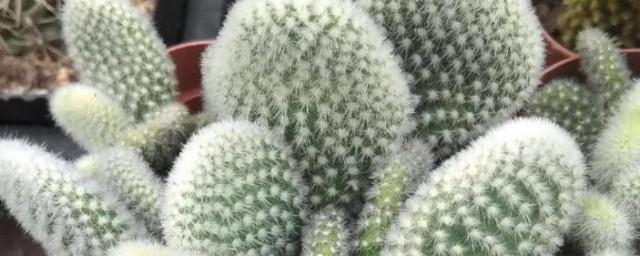 仙人掌插杆种植方法 仙人掌如何插杆
