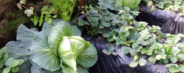 圆白菜种植时间和方法 圆白菜种植时间和方法介绍