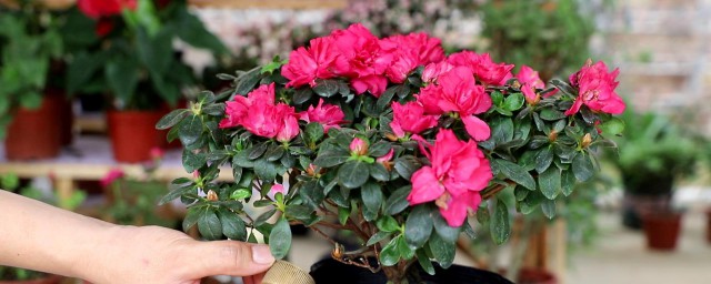 杜鹃花种植方法 杜鹃花如何种植