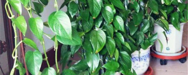 种植绿萝的方法 如何种植绿萝