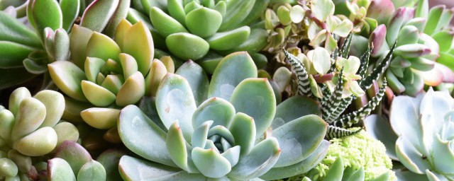 多肉如何种植 多肉的种植方法介绍