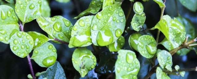 春雨贵如油的意思 什么是春雨贵如油