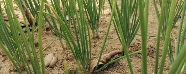 四季小香葱的种植办法 手把手教你种植小香葱