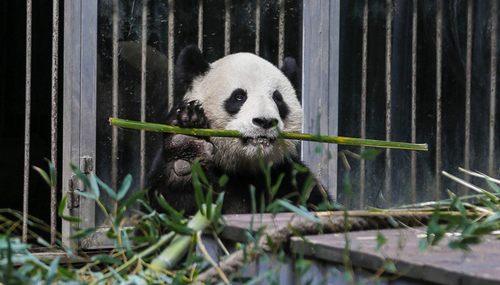 大熊猫的习性是什么