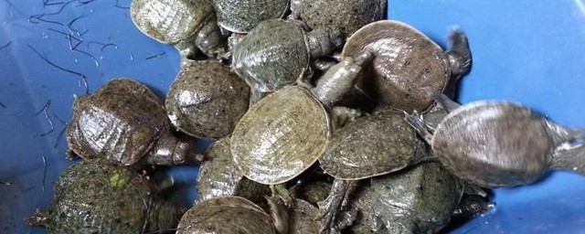 甲鱼和什么不能一起吃 甲鱼不能同食的食物