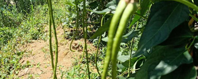 菜豆种植时间和方法 菜豆如何种植