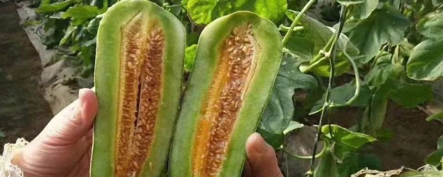 羊角蜜瓜的种植方法 羊角蜜瓜怎么种植