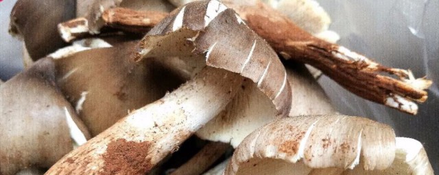 鸡枞菌种植方式 鸡枞菌种植方式是什么