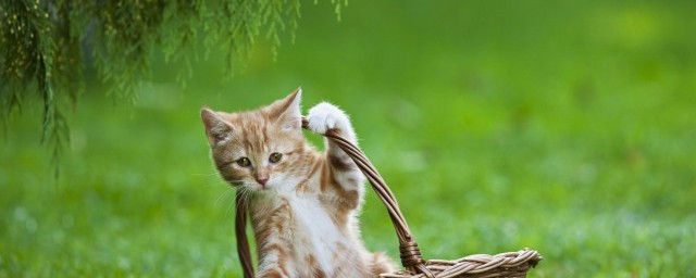 猫草种植方法 猫草怎么种植