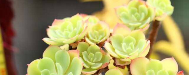 多肉植物碧桃怎么养 碧桃怎么养