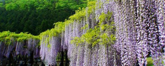 紫藤花的养殖办法 紫藤花怎样养殖