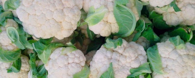 菜花是什么意思 菜花是什么的意思