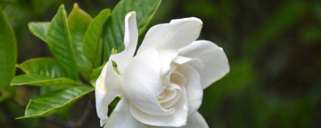 盆栽栀子花冬天怎么养 冬季栀子花养护技巧