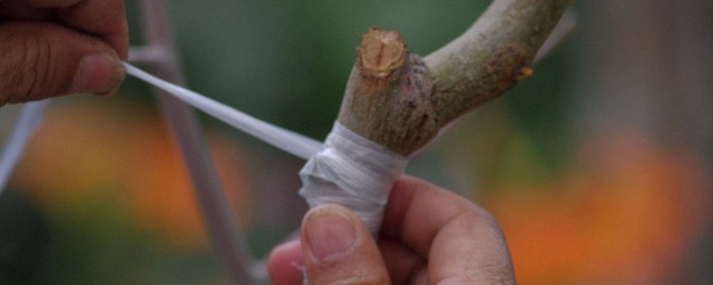 果树的嫁接时间和注意事项 果树嫁接的通用方法有哪些