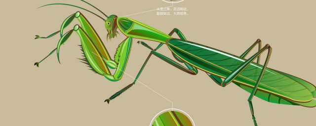 昆虫记介绍与主要内容 昆虫记介绍内容分别是什么