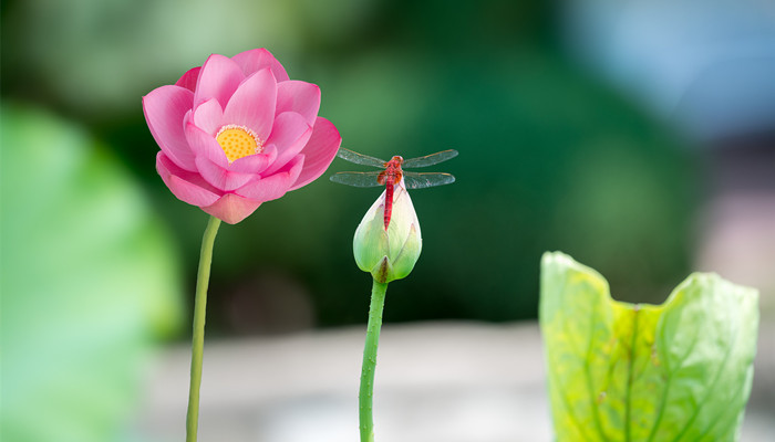 蜻蜓捉什么虫子