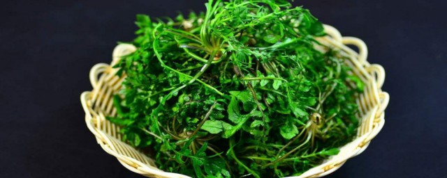 水剂荠菜怎样储存 水剂荠菜如何储存