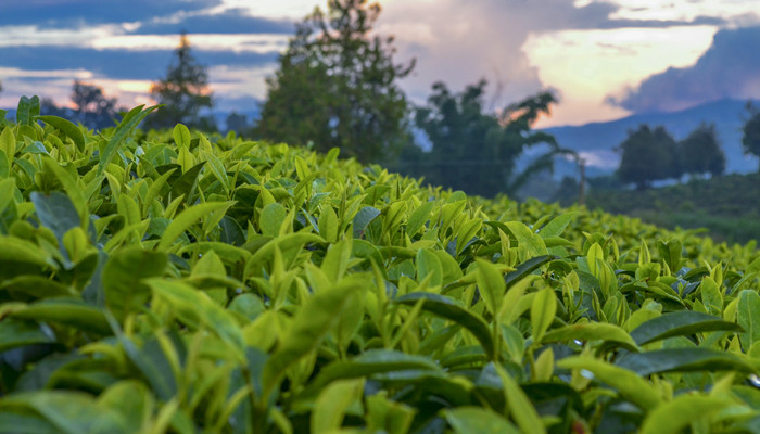 湖北四大名茶