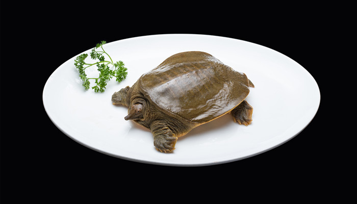 甲鱼最喜欢吃什么食物