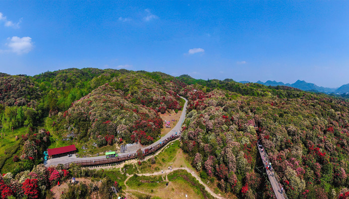 杜鹃花是哪个城市的市花