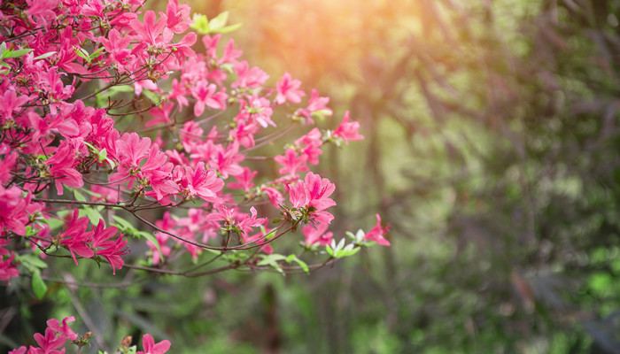 杜鹃花是哪个城市的市花