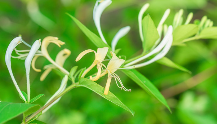 金银花有毒吗