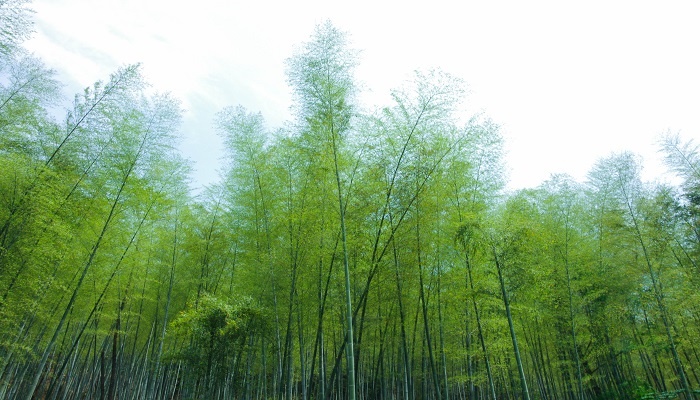 甜竹是什么