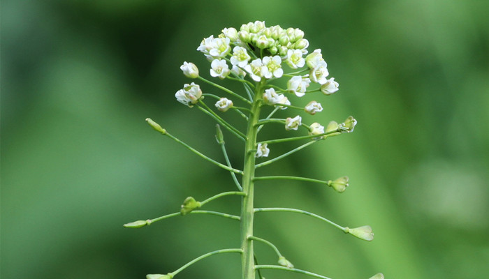 荠菜是发物吗