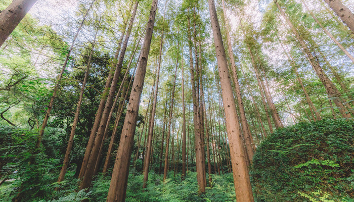 植树节内容