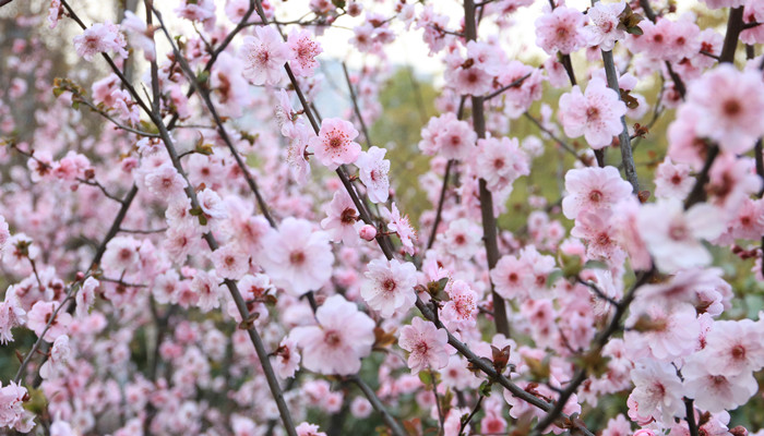 樱花和李子花的区别