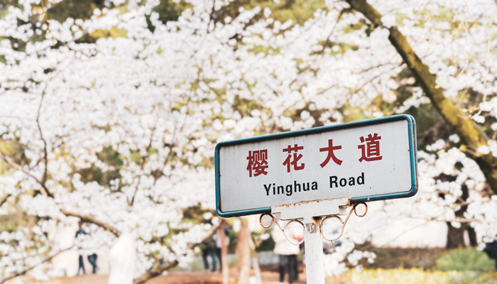樱花和李子花的区别